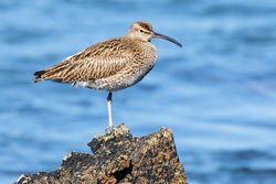 Whimbrel photographed at Perelle [PER] on 25/4/2014. Photo: &copy; steve levrier