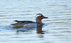 Garganey photographed at Grande Mare [GMA] on 6/5/2014. Photo: &copy; Anthony Loaring