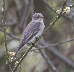 Spotted Flycatcher photographed at Grands Marais/Pré on 6/5/2014. Photo: &copy; Derek Bridel