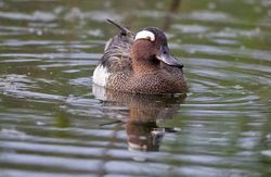 Garganey photographed at Rue des Bergers [BER] on 5/5/2014. Photo: &copy; Dan Scott