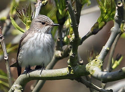 Spotted Flycatcher photographed at Pleinmont [PLE] on 17/5/2014. Photo: &copy;  Rockdweller