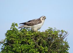 Buzzard photographed at Rue des Hougues, STA [H04] on 24/5/2014. Photo: &copy; Wayne Turner