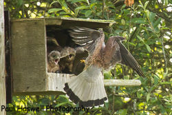 Kestrel photographed at Rue de Bergers N.R. on 26/5/2014. Photo: &copy; Paul Haswell