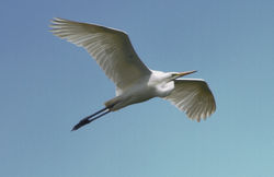 Great White Egret photographed at Rue des Bergers [BER] on 7/6/2014. Photo: &copy; Dan Scott