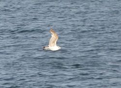 Common Gull photographed at Shingle Bank [SHI] on 12/7/2014. Photo: &copy; Mark Guppy