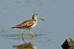 Greenshank photographed at Vale Pond [VAL] on 16/7/2014. Photo: &copy; Anthony Loaring