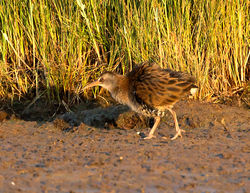 Water Rail photographed at Claire Mare on 28/7/2014. Photo: &copy; Mike Cunningham