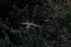 Sparrowhawk photographed at Claire Mare [CLA] on 9/8/2014. Photo: &copy; Jason Friend