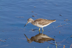 Greenshank photographed at Claire Mare [CLA] on 13/8/2014. Photo: &copy; Rod Ferbrache