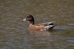 Wigeon photographed at Rue des Bergers [BER] on 18/8/2014. Photo: &copy; Jason Friend