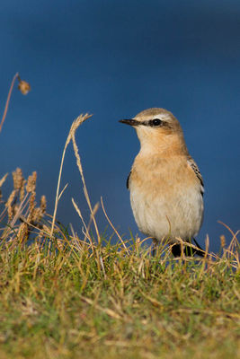 Wheatear photographed at Fort Le Marchant [MAR] on 20/8/2014. Photo: &copy; Rod Ferbrache