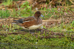 Wigeon photographed at Rue des Bergers [BER] on 23/8/2014. Photo: &copy; Rod Ferbrache