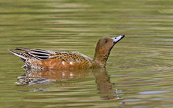 Wigeon photographed at Rue des Bergers [BER] on 23/8/2014. Photo: &copy; Anthony Loaring