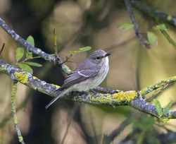 Spotted Flycatcher photographed at Rue des Bergers [BER] on 28/8/2014. Photo: &copy; Royston Carré