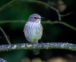 Spotted Flycatcher photographed at Rue des Bergers [BER] on 28/8/2014. Photo: &copy; Mike Cunningham