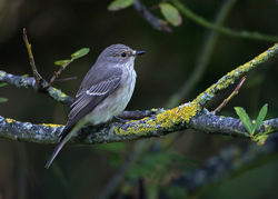 Spotted Flycatcher photographed at Rue des Bergers [BER] on 28/8/2014. Photo: &copy; Mike Cunningham