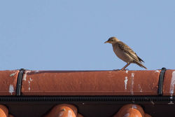Rose-coloured Starling photographed at Vazon [VAZ] on 3/9/2014. Photo: &copy; Rod Ferbrache