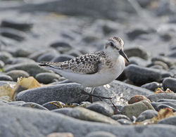 Sanderling photographed at Fort Doyle [DOY] on 1/9/2014. Photo: &copy; Mike Cunningham