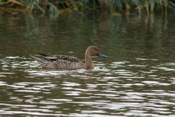 Pintail photographed at Rue des Bergers [BER] on 13/9/2014. Photo: &copy; Rod Ferbrache