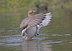 Pintail photographed at Rue des Bergers [BER] on 15/9/2014. Photo: &copy; Mike Cunningham