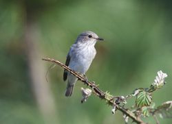 Spotted Flycatcher photographed at Fort Hommet [HOM] on 19/9/2014. Photo: &copy; Royston Carré