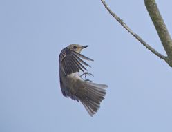 Spotted Flycatcher photographed at Fort Hommet [HOM] on 19/9/2014. Photo: &copy; Royston Carré