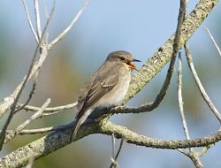 Spotted Flycatcher photographed at Fort Hommet [HOM] on 19/9/2014. Photo: &copy; Royston Carré