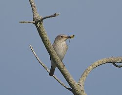 Spotted Flycatcher photographed at Fort Hommet [HOM] on 19/9/2014. Photo: &copy; Royston Carré