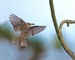 Spotted Flycatcher photographed at Fort Hommet [HOM] on 19/9/2014. Photo: &copy; Mike Cunningham