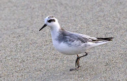 Grey Phalarope photographed at L'Eree [LER] on 6/10/2014. Photo: &copy; Anthony Loaring