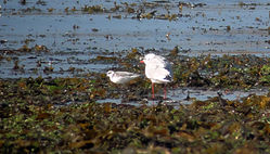 Grey Phalarope photographed at L'Eree [LER] on 10/10/2014. Photo: &copy; Judy Down