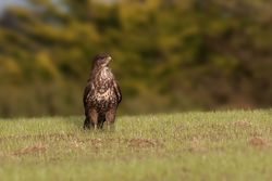 Buzzard photographed at La Villaize [VL2] on 7/10/2014. Photo: &copy; J Friend