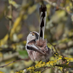 Long-tailed Tit photographed at Silbe [SIL] on 10/11/2014. Photo: &copy; Mike Cunningham