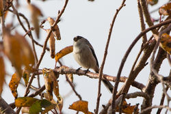 Long-tailed Tit photographed at Rue des Grons, STM [GRM] on 16/11/2014. Photo: &copy; J Friend