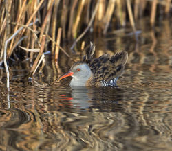 Water Rail photographed at Claire Mare [CLA] on 6/12/2014. Photo: &copy; Mike Cunningham