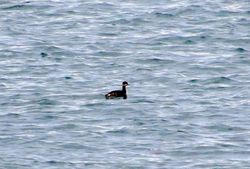 Black-necked Grebe photographed at Grandes Havres [GHA] on 4/1/2015. Photo: &copy; Mark Guppy
