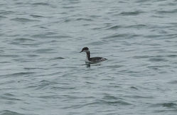 Black-necked Grebe photographed at Rousse [ROU] on 4/1/2015. Photo: &copy; Anthony Loaring