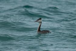 Great Crested Grebe photographed at Grandes Rocques [GRO] on 27/1/2015. Photo: &copy; Jason Friend