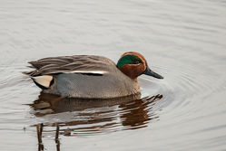 Teal photographed at Claire Mare [CLA] on 16/2/2015. Photo: &copy; Jason Friend