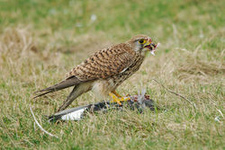 Kestrel. Photo: &copy; Jason Friend