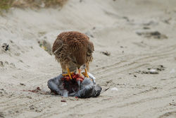Kestrel. Photo: &copy; Jason Friend