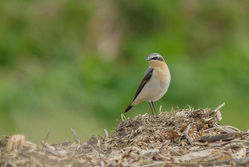 Wheatear photographed at Rue des Hougues, STA [H04] on 8/3/2015. Photo: &copy; Jason Friend