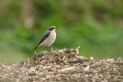 Wheatear photographed at Rue des Hougues, STA [H04] on 8/3/2015. Photo: &copy; Jason Friend