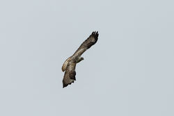 Buzzard photographed at Fauxquets Valley [FAU] on 8/3/2015. Photo: &copy; Jason Friend