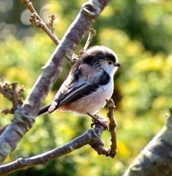 Long-tailed Tit photographed at Bon Port [BON] on 21/3/2015. Photo: &copy; Mark Guppy