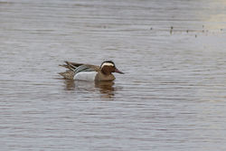 Garganey photographed at Claire Mare [CLA] on 2/4/2015. Photo: &copy; Rod Ferbrache