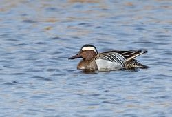 Garganey photographed at Claire Mare [CLA] on 2/4/2015. Photo: &copy; Anthony Loaring