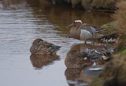 Garganey photographed at Claire Mare [CLA] on 2/4/2015. Photo: &copy; Dan Scott