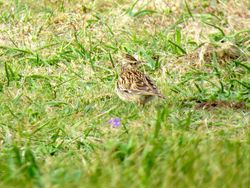 Woodlark photographed at Pleinmont [PLE] on 5/4/2015. Photo: &copy; Mark Guppy