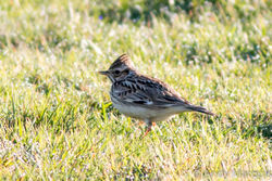 Woodlark photographed at Pleinmont [PLE] on 6/4/2015. Photo: &copy; Andy Marquis